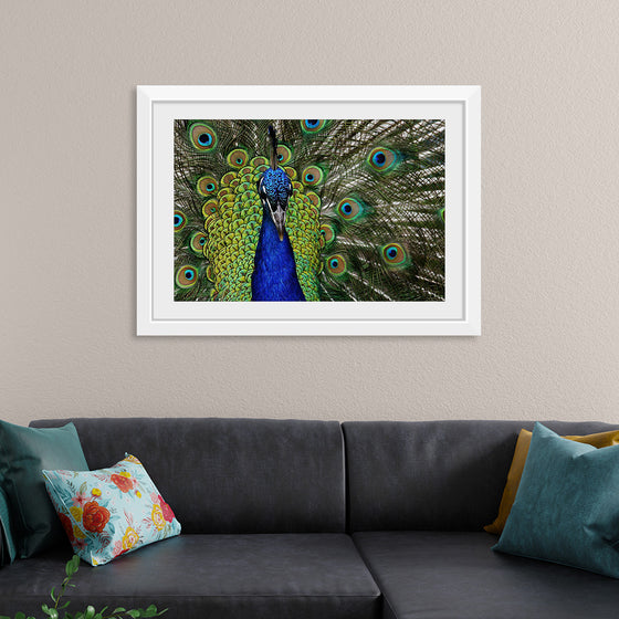 "Peacock portrait"
