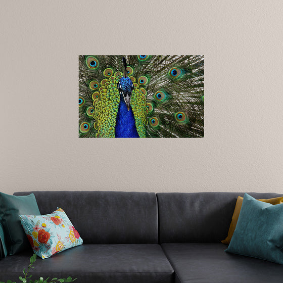 "Peacock portrait"