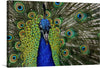 “Peacock Portrait” is a stunning artwork that captures the majestic beauty and vibrant colors of this exquisite bird. The painting’s intricate details showcase a mesmerizing array of hues and patterns that promise to be a captivating centerpiece in any room. 