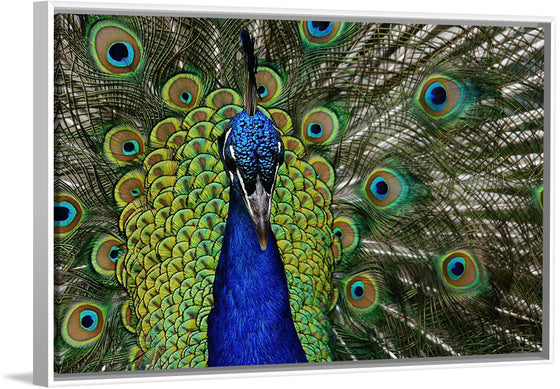 "Peacock portrait"