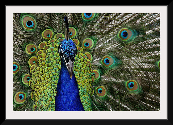 "Peacock portrait"