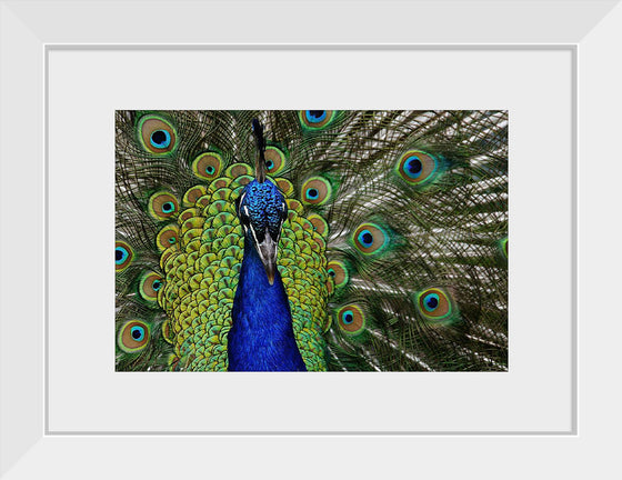 "Peacock portrait"