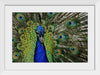 "Peacock portrait"