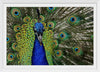 "Peacock portrait"