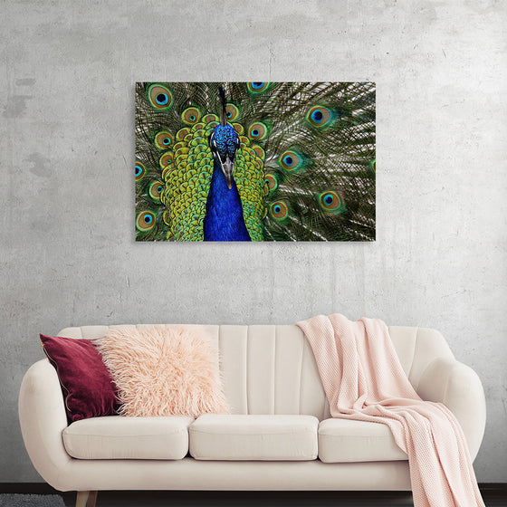 "Peacock portrait"