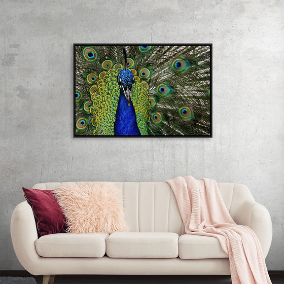 "Peacock portrait"