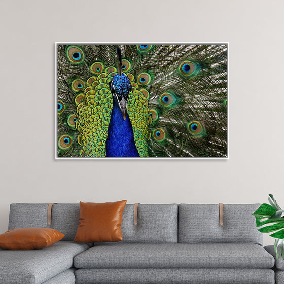 "Peacock portrait"