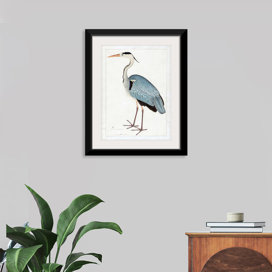 "Indian Gray Heron (1780-1782)", Ram Das