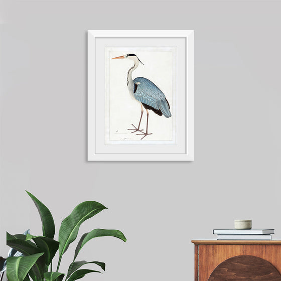 "Indian Gray Heron (1780-1782)", Ram Das