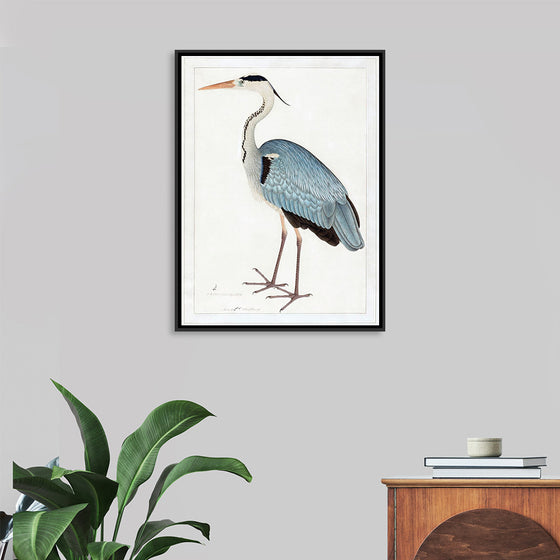 "Indian Gray Heron (1780-1782)", Ram Das