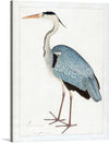 “Indian Gray Heron (1780-1782)” by Ram Das is a captivating artwork that brings to life the elegance and grace of this majestic bird. The print showcases the heron in meticulous detail, from its soft gray feathers to its slender, pointed beak. The artwork captures the heron in profile, standing tall and alert, embodying the serene beauty found in India’s diverse ecosystems.