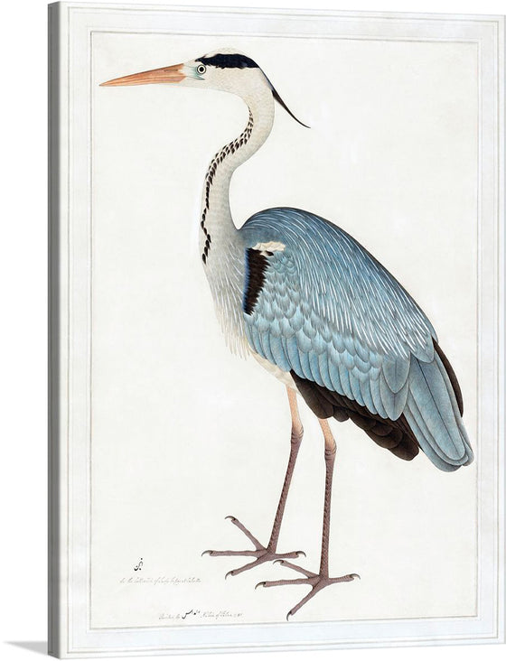 “Indian Gray Heron (1780-1782)” by Ram Das is a captivating artwork that brings to life the elegance and grace of this majestic bird. The print showcases the heron in meticulous detail, from its soft gray feathers to its slender, pointed beak. The artwork captures the heron in profile, standing tall and alert, embodying the serene beauty found in India’s diverse ecosystems.