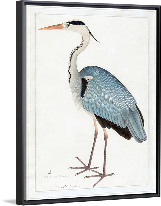 "Indian Gray Heron (1780-1782)", Ram Das