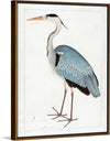 "Indian Gray Heron (1780-1782)", Ram Das