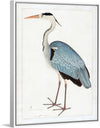 "Indian Gray Heron (1780-1782)", Ram Das