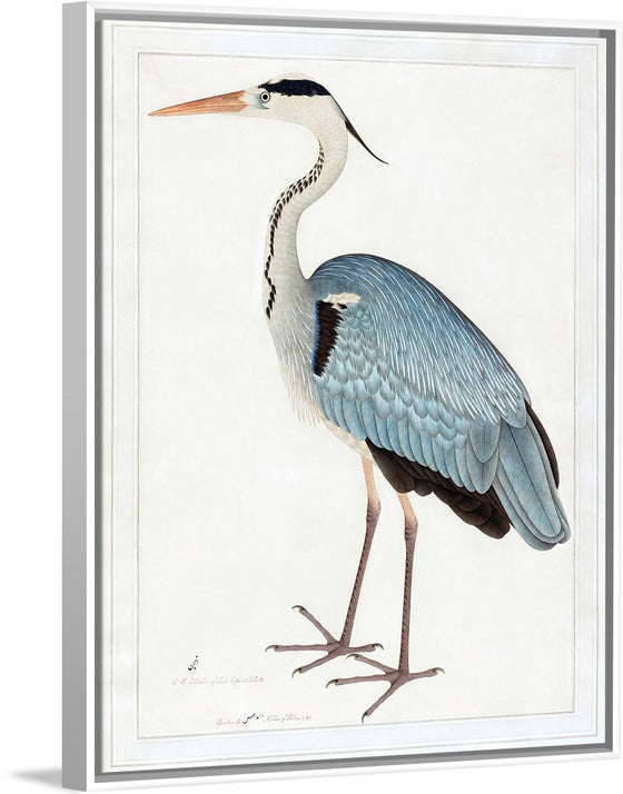 "Indian Gray Heron (1780-1782)", Ram Das