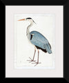 "Indian Gray Heron (1780-1782)", Ram Das