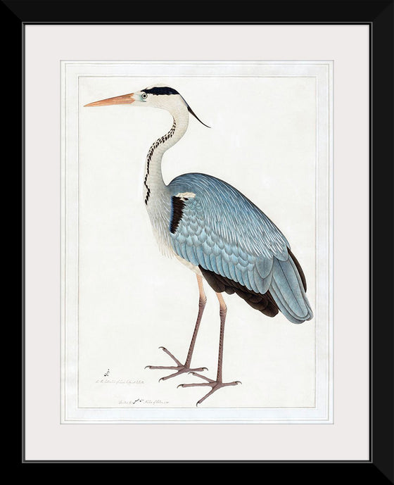 "Indian Gray Heron (1780-1782)", Ram Das