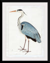 "Indian Gray Heron (1780-1782)", Ram Das