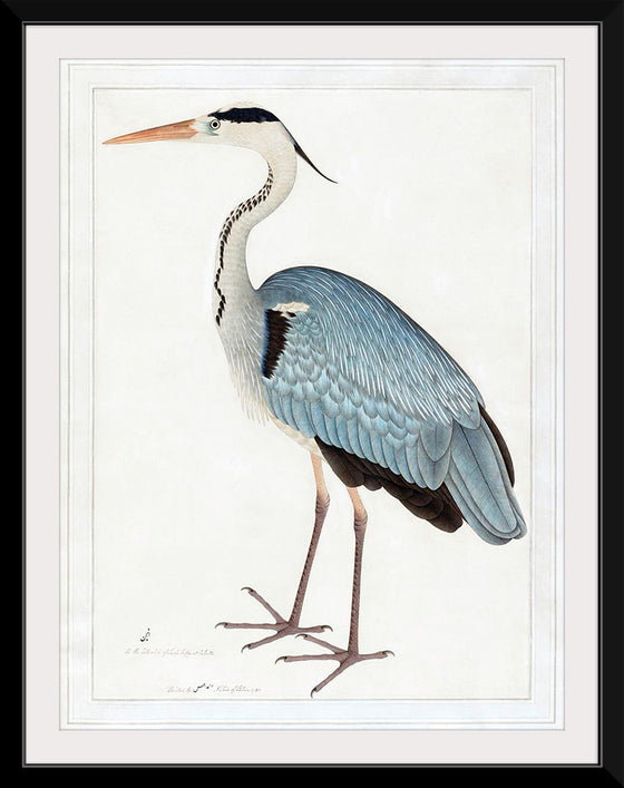 "Indian Gray Heron (1780-1782)", Ram Das