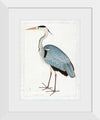 "Indian Gray Heron (1780-1782)", Ram Das