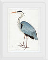 "Indian Gray Heron (1780-1782)", Ram Das