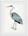 "Indian Gray Heron (1780-1782)", Ram Das