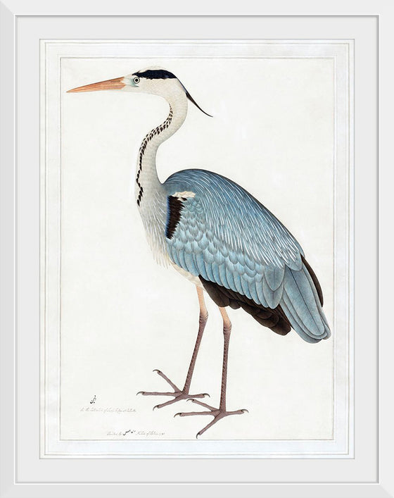 "Indian Gray Heron (1780-1782)", Ram Das