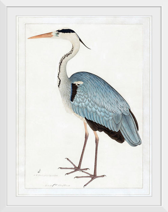 "Indian Gray Heron (1780-1782)", Ram Das