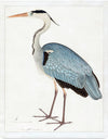 "Indian Gray Heron (1780-1782)", Ram Das