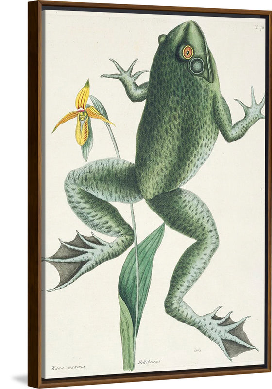 "The Bull Frog (1731–1743)", Mark Catesby