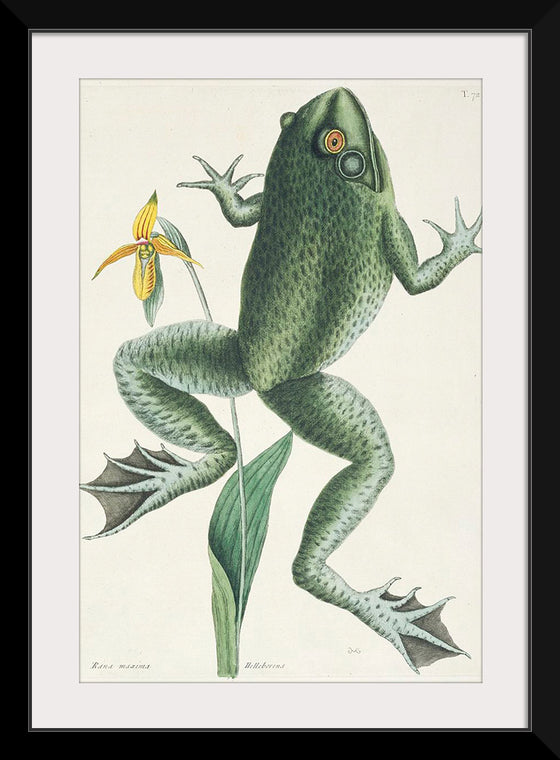 "The Bull Frog (1731–1743)", Mark Catesby