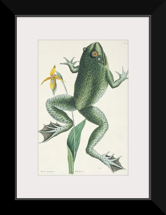 "The Bull Frog (1731–1743)", Mark Catesby