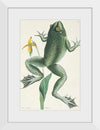 "The Bull Frog (1731–1743)", Mark Catesby