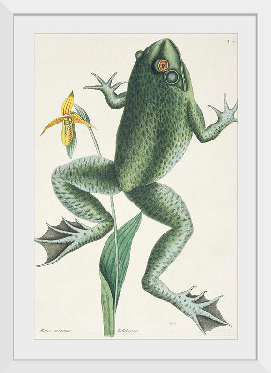 "The Bull Frog (1731–1743)", Mark Catesby