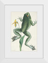 "The Bull Frog (1731–1743)", Mark Catesby