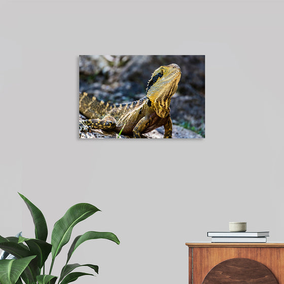 "A Lizard with Vibrant Scales Sitting on a Rock in the Wild", Mitchell Lawler