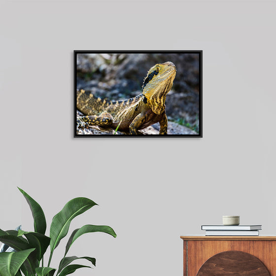 "A Lizard with Vibrant Scales Sitting on a Rock in the Wild", Mitchell Lawler