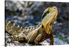 Bring the vibrant hues and untamed beauty of the wild into your space with Mitchell Lawler's captivating print, featuring "A Lizard with Vibrant Scales Sitting on a Rock." Mitchell Lawler, a talented photographer, possesses a keen eye for capturing the raw beauty of the natural world. Renowned for his stunning wildlife photography.