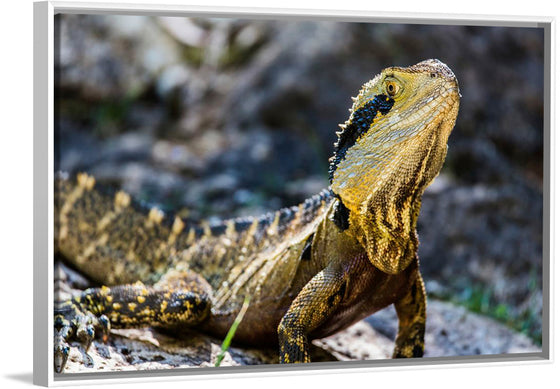 "A Lizard with Vibrant Scales Sitting on a Rock in the Wild", Mitchell Lawler