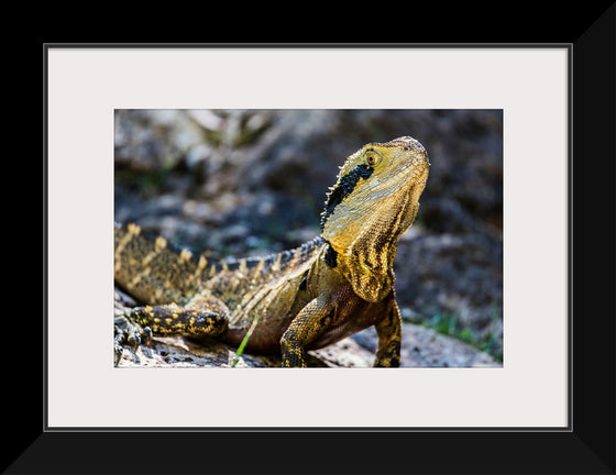 "A Lizard with Vibrant Scales Sitting on a Rock in the Wild", Mitchell Lawler