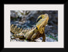 "A Lizard with Vibrant Scales Sitting on a Rock in the Wild", Mitchell Lawler