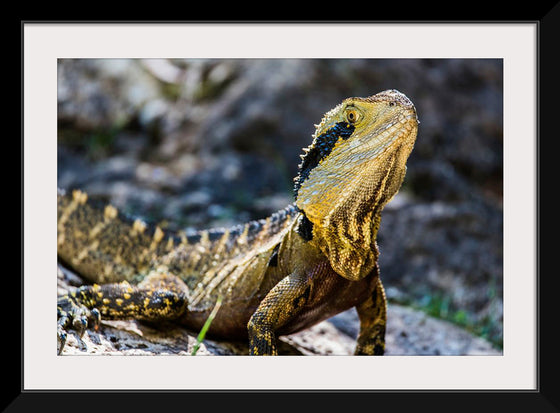 "A Lizard with Vibrant Scales Sitting on a Rock in the Wild", Mitchell Lawler