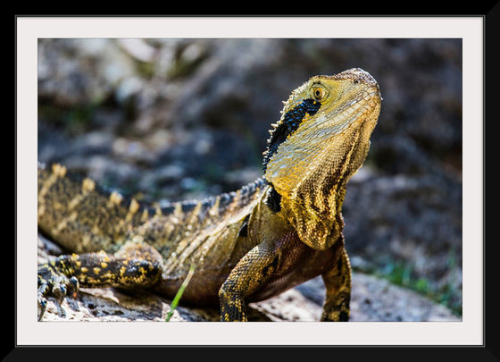 "A Lizard with Vibrant Scales Sitting on a Rock in the Wild", Mitchell Lawler