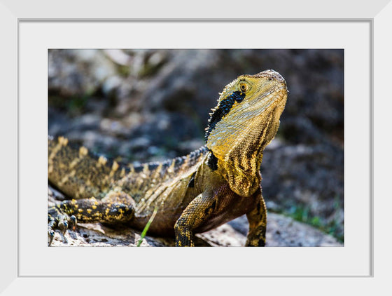 "A Lizard with Vibrant Scales Sitting on a Rock in the Wild", Mitchell Lawler