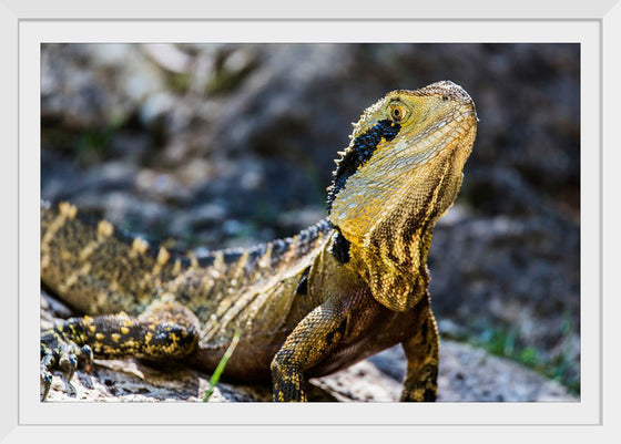 "A Lizard with Vibrant Scales Sitting on a Rock in the Wild", Mitchell Lawler