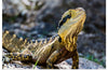 "A Lizard with Vibrant Scales Sitting on a Rock in the Wild", Mitchell Lawler