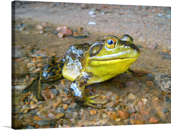 Immerse yourself in the serene beauty of nature with this exquisite print. It captures a moment of stillness and reflection, featuring a vibrant frog adorned with intricate patterns and radiant hues of green and yellow. The frog rests gracefully by the water’s edge, amidst a setting of small pebbles visible through the clear water. 