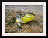 "Green Frog in Opeongo Lake, Canada", Henry Fournier