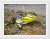 "Green Frog in Opeongo Lake, Canada", Henry Fournier